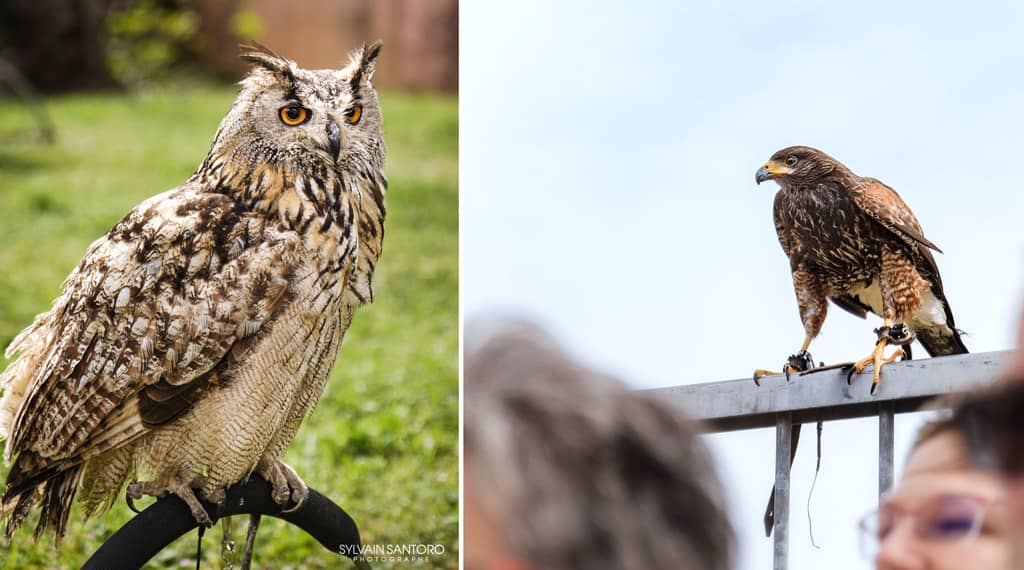 Spectacle de rapaces pour Biot et les Templiers